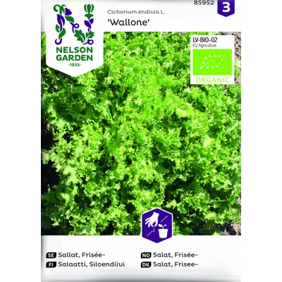 Frø salat Krusendiv Wallone økologisk