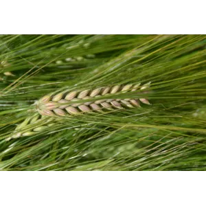 Verti 6-radsbygg ThermoSeed 600 kg