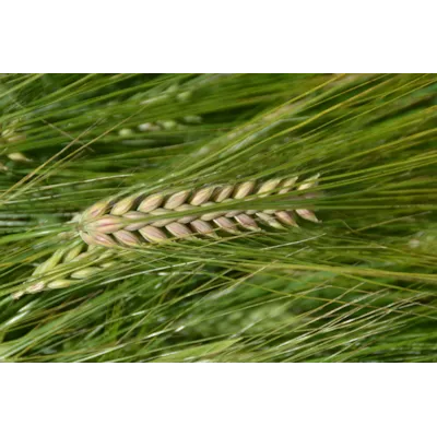 Verti 6-radsbygg ThermoSeed 600 kg