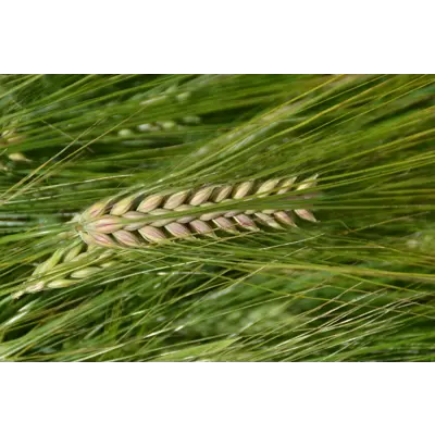 Vertti 6-radsbygg ThermoSeed 600 kg