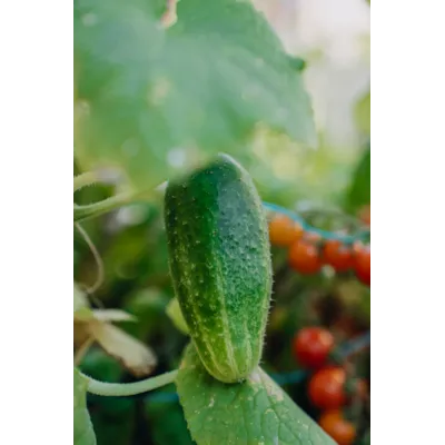 Frø frilandsagurk Vert petit de Paris, bilde 2