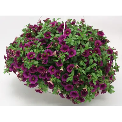 Superpetunia ampel, bilde 2