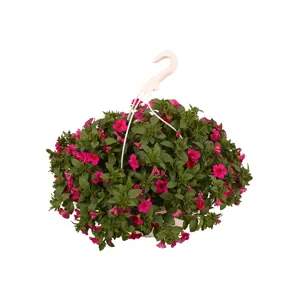 Superpetunia ampel