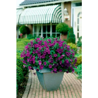 Superpetunia ampel, bilde 3