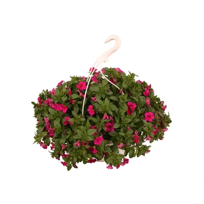 Superpetunia ampel, bilde 4