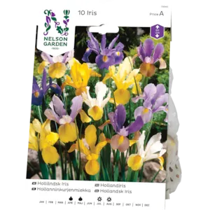 Vårløk hollandiris