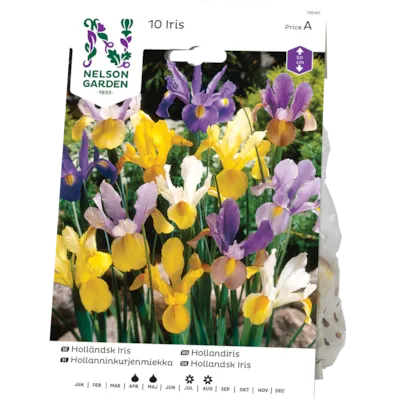 Vårløk hollandiris