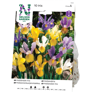 Vårløk hollandiris