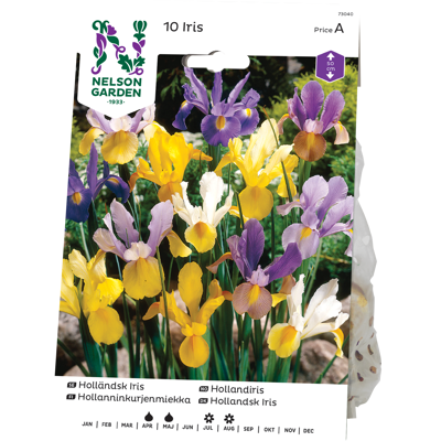 Vårløk hollandiris