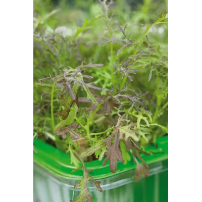 Frø sareptasennep MicroLeaf, bilde 2