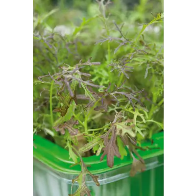 Frø sareptasennep MicroLeaf, bilde 2