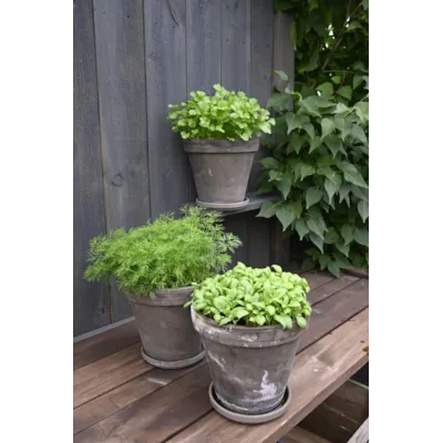 Frø bladpersille Gigante d'Italia økologisk, bilde 2