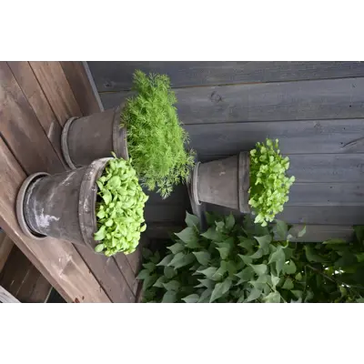 Frø bladpersille Gigante d'Italia økologisk, bilde 2