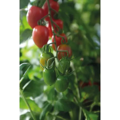 Frø tomat høy Monterrey økologisk, bilde 2