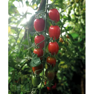 Frø tomat høy Monterrey økologisk, bilde 3