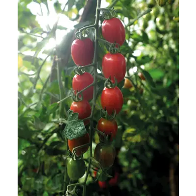 Frø tomat høy Monterrey økologisk, bilde 3