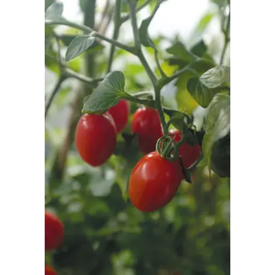 Frø tomat høy Monterrey økologisk, bilde 4