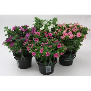 Hengepetunia småblomstret