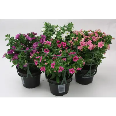 Hengepetunia småblomstret