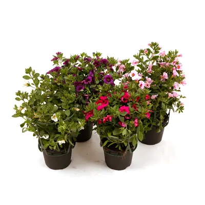 Hengepetunia småblomstret, bilde 2