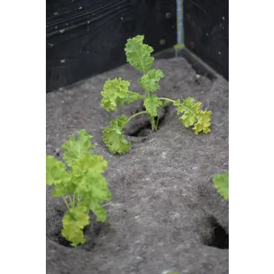 Dyrkningsduk ull 150 x 200 cm, bilde 3