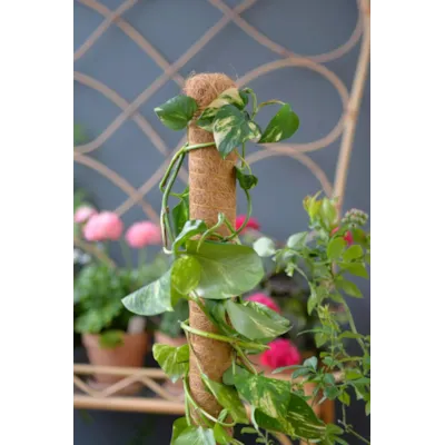 Plantestøtte i tre/kokos 70 cm, bilde 2