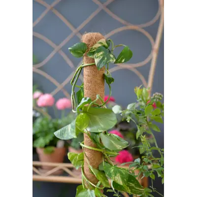 Plantestøtte i tre/kokos 70 cm, bilde 2