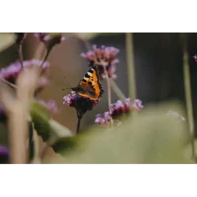 Frø kjempeverbena, bilde 3