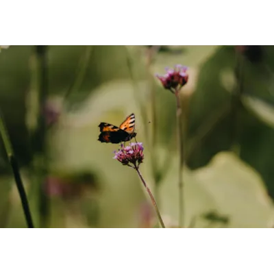 Frø kjempeverbena, bilde 2