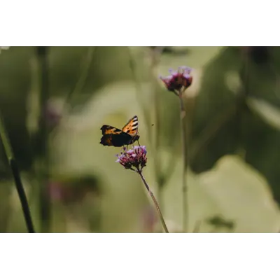 Frø kjempeverbena, bilde 2