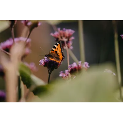 Frø kjempeverbena, bilde 4