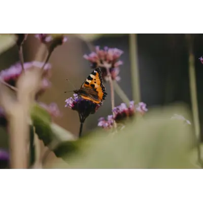 Frø kjempeverbena, bilde 4