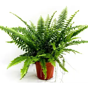 Nephrolepis exaltata Green Lady