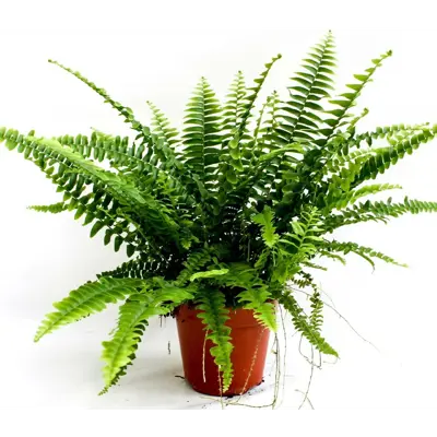 Nephrolepis exaltata Green Lady