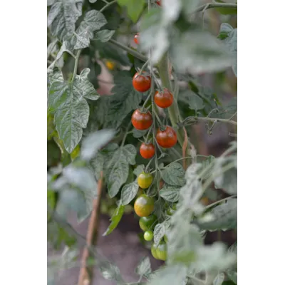 Frø tomat høy Bronzy økologisk, bilde 2