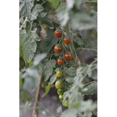 Frø tomat høy Bronzy økologisk, bilde 2