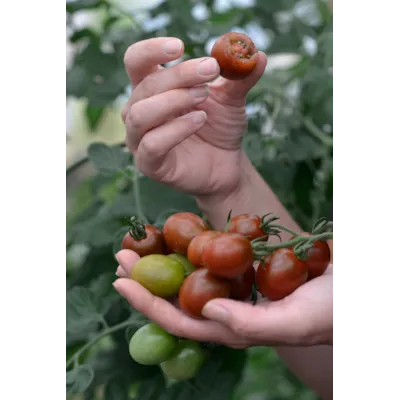 Frø tomat høy Bronzy økologisk, bilde 3