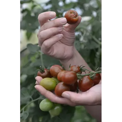 Frø tomat høy Bronzy økologisk, bilde 3
