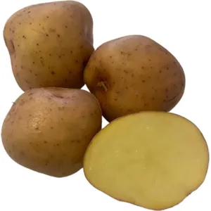 Settepotet Kerrs Pink