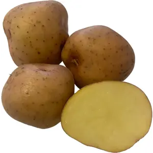 Settepotet Kerrs Pink