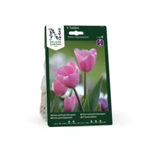 Høstløk tulipan Pink Impression