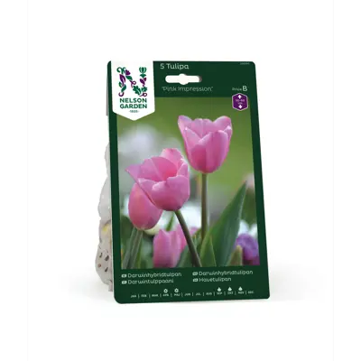 Høstløk tulipan Pink Impression