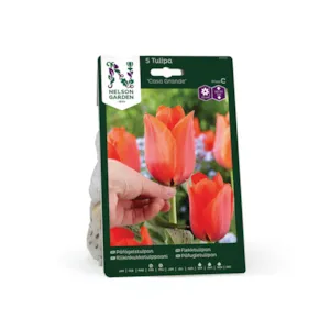 Høstløk flekktulipan Casa Grande