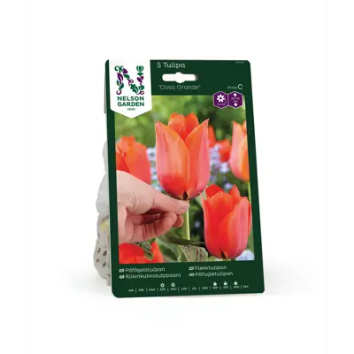 Høstløk flekktulipan Casa Grande