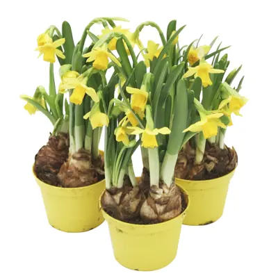 Høstløk Påskelilje Narcissus Cyclamineus, bilde 2