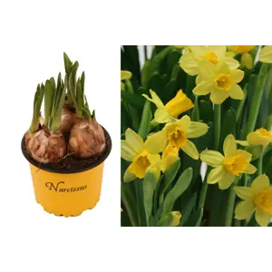 Høstløk Påskelilje Narcissus Cyclamineus