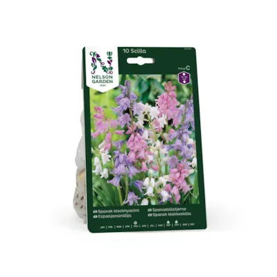 Høstløk spaniablåstjerne