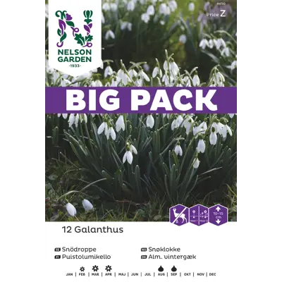 Høstløk snøklokke Galanthus, bilde 3