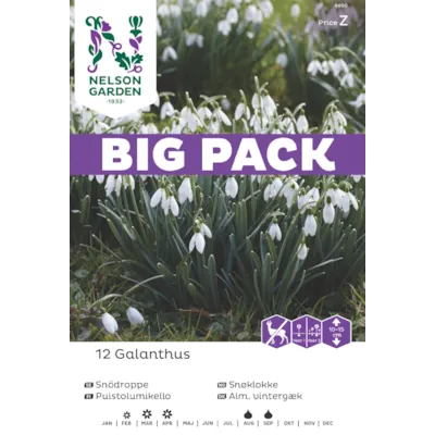 Høstløk snøklokke Galanthus, bilde 3