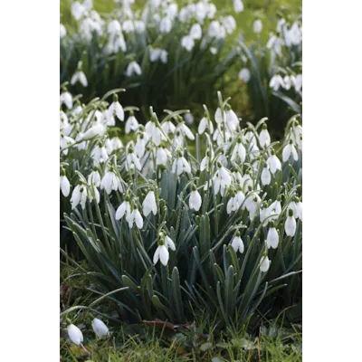 Høstløk snøklokke Galanthus, bilde 2